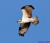 DSC_0024_stitch_001.JPG