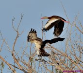 DSC_0029_001.JPG