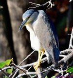 DSC_0043_001.JPG