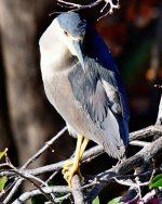 DSC_0050_001.JPG