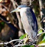 DSC_0060_001.JPG