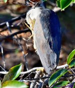 DSC_0068_001.JPG