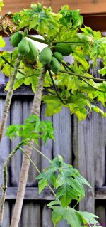 DSC_0083_stitch8_001.JPG