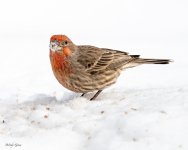 SnowBirds-551.jpg