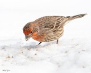 SnowBirds-552.jpg