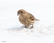 SnowBirds-555.jpg