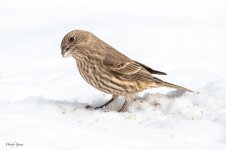 SnowBirds-556.jpg