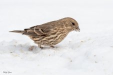 SnowBirds-558.jpg