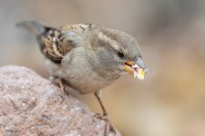 HouseSparrow-550.jpg