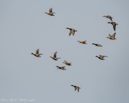 RD5_8573-Mallards.jpg