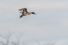 RD5_8595-Pintail Duck.jpg