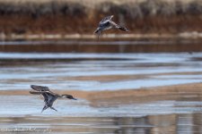 RD5_8598-Pintails.jpg