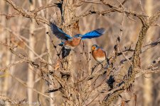 RD5_8707-Bluebirds Turkeyfoot Park.jpg
