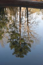 Tree reflection with ripples resized #2.jpg