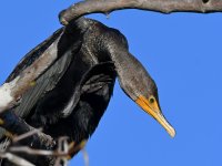 Cormorant3.jpg
