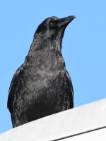 Crow9.jpg