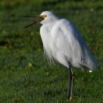 Egret5.jpg
