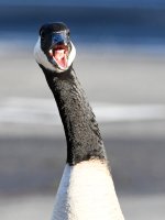 Goose.jpg