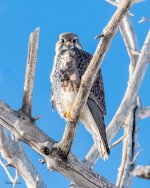 PrairieFalcon-552.jpg