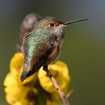 Hummer18.jpg