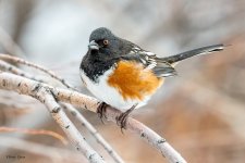 SpottedTowhee-553.jpg