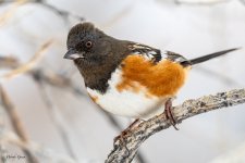 SpottedTowhee-554.jpg