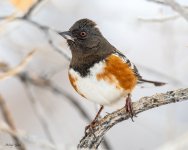 SpottedTowhee-555.jpg