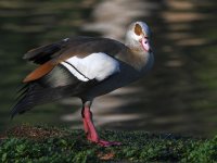 Goose2.jpg