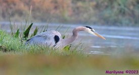 DSC_0155_001.JPG