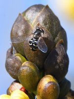Hoverfly.jpg