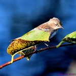 DSC_0239_001.JPG