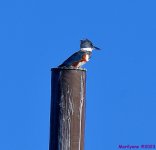 DSC_0255_001.JPG