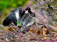 DSC_0266_001_01.JPG