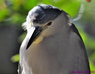 DSC_0308_001.JPG