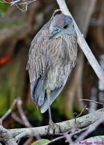 DSC_0326_001.JPG