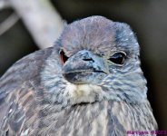 DSC_0330_001.JPG