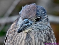 DSC_0332_001.JPG