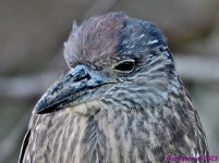 DSC_0334_001.JPG