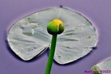 DSC_0343_001.JPG