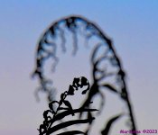 DSC_0350_001.JPG