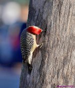 DSC_0370_001.JPG