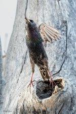 StarlingLiftOff-553.jpg