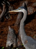 BlueHeron.jpg