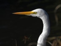Egret3.jpg