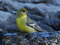 Goldfinch.jpg