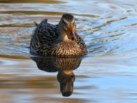 Mallard.jpg