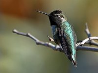 Hummer.jpg