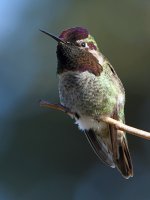 Hummer6.jpg