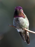 Hummer9.jpg