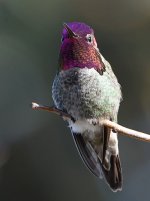 Hummer13.jpg